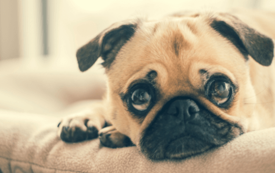 istu dog day care