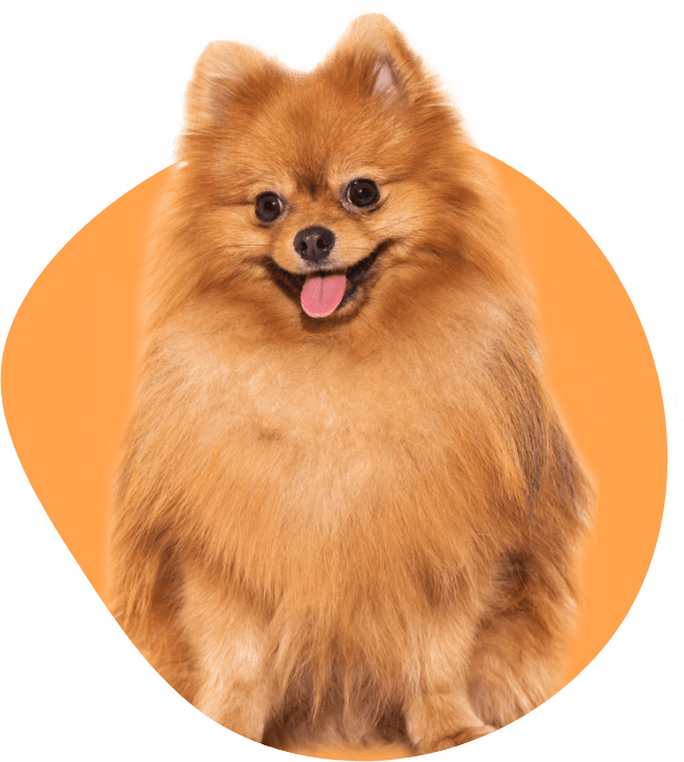 itsu dog care