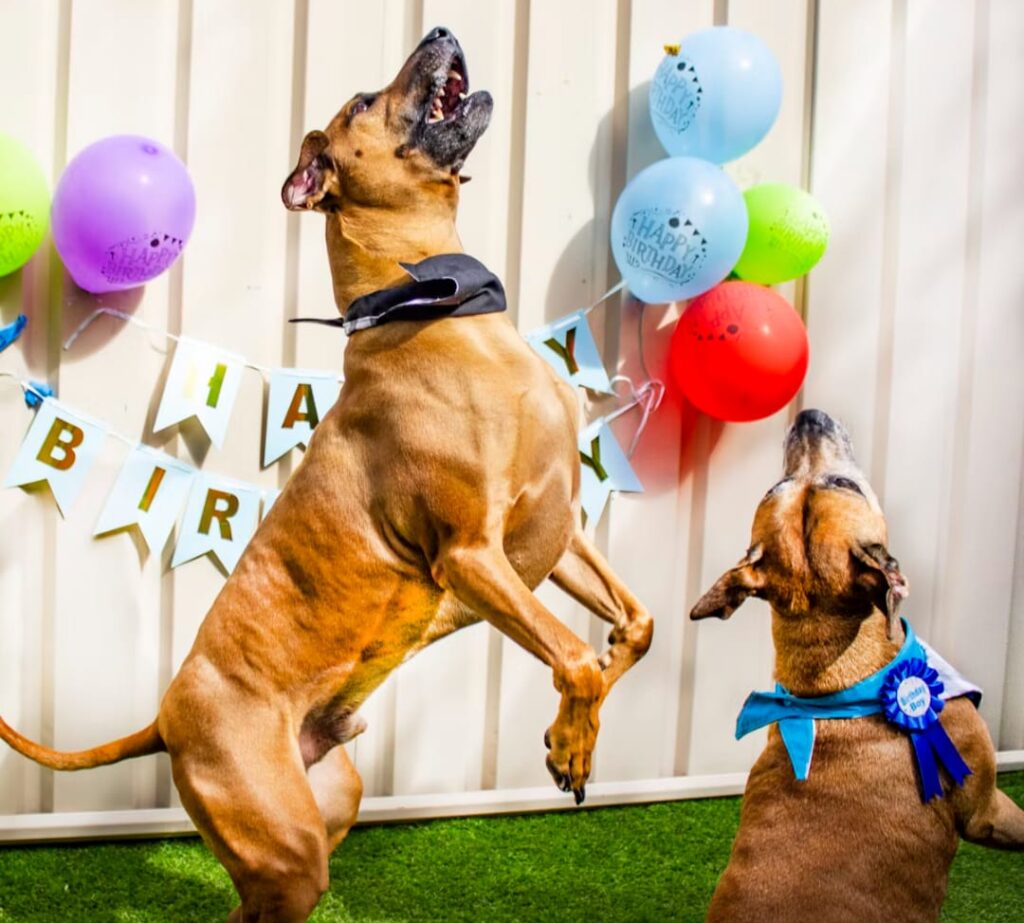istu dog day care