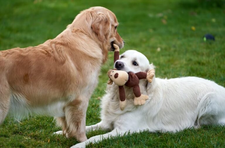 istudogdaycare