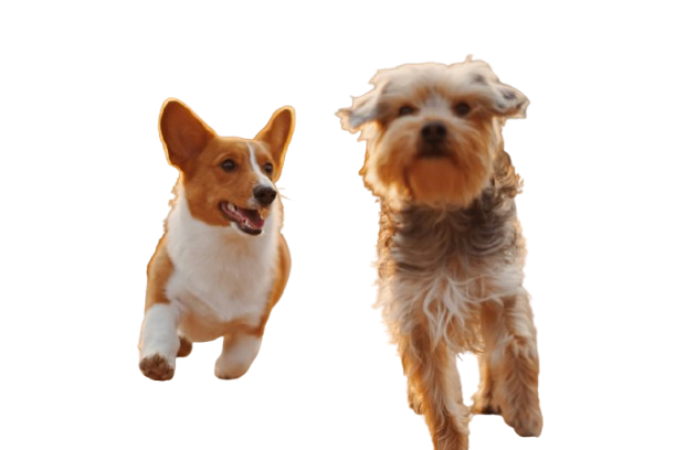 ITSU Dog Care