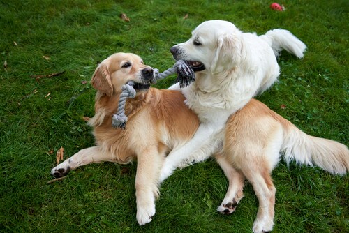 istu dog day care