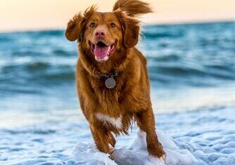 istu dog day care